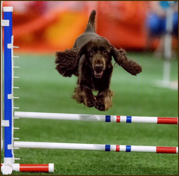 field spaniel jumping