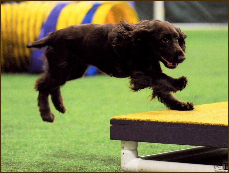 field spaniel jumping on agilty table